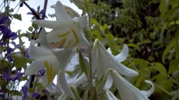 Pale white lily flower wet with rain — Stock Video