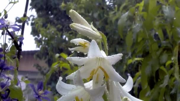 Flor de lirio blanco pálido mojado con lluvia — Vídeo de stock