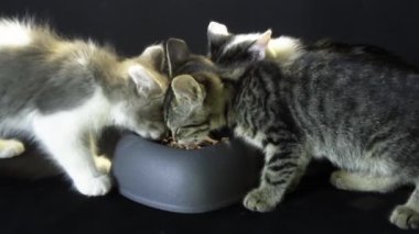 Küçük kedicikler kaselerinden yiyorlar.