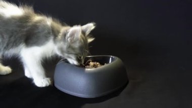 Küçük kedicikler kaselerinden yiyorlar.