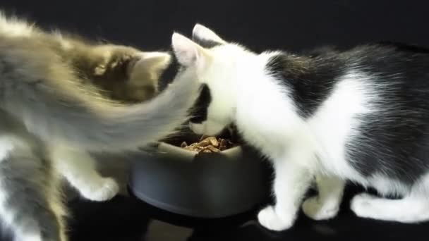 Gatinhos Comendo Sua Tigela — Vídeo de Stock