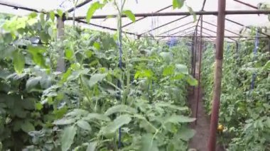 Ev yapımı domates topluyorum.