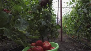 Ev yapımı domates topluyorum.