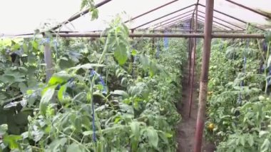 Ev yapımı domates topluyorum.