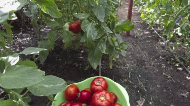 Ev yapımı domates topluyorum.