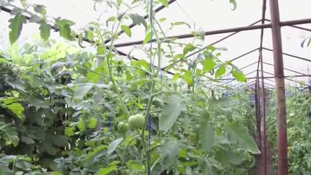 Picking Home Grown Tomatoes — Stock Video