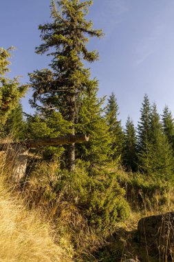 Dağdaki sonbahar manzarası