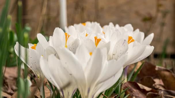 Springtime Moment Beautiful Crocuses Flowers — Stock Video