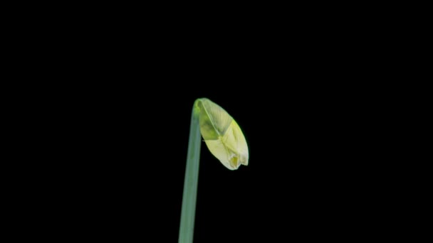 Timelapse White Daffodils Open Blossoms — Stock Video