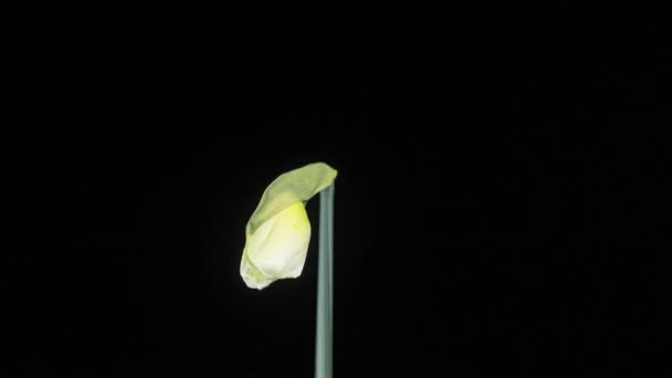 Timelapse Jonquilles Blanches Ouvrent Leurs Fleurs — Video