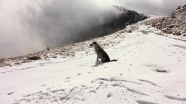 Karda Oturan Dağ Köpeği, Dağlar, Kış Manzarası