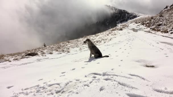 Mountain Dog Sitting Snow Mountains Winter Landscape — Stock Video