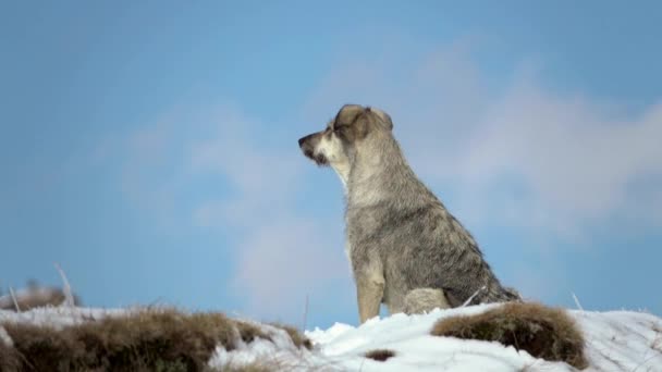 山犬は雪の中で座っている 山の中で 冬の風景 — ストック動画