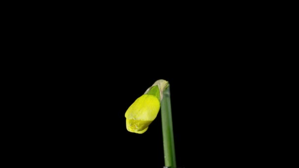 Timelapse Daffodils Open Blossoms — Stock Video