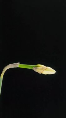 Nergislerin zamanlaması çiçeklerini açıyor