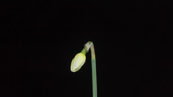 Timelapse Narcisos Abren Sus Flores — Vídeos de Stock