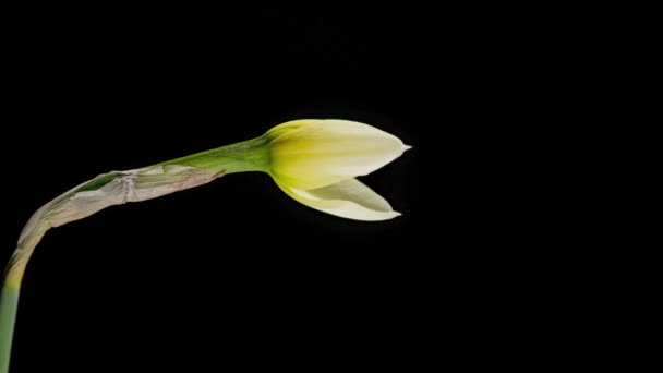 Timelapse Narcisos Abrir Suas Flores — Vídeo de Stock