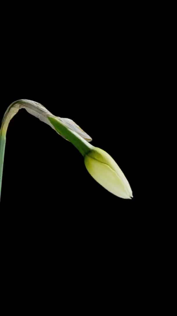 Timelapse Jonquilles Ouvrent Leurs Fleurs — Video