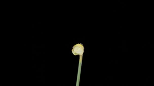 ダフォディルスの時間経過は花を開く — ストック動画