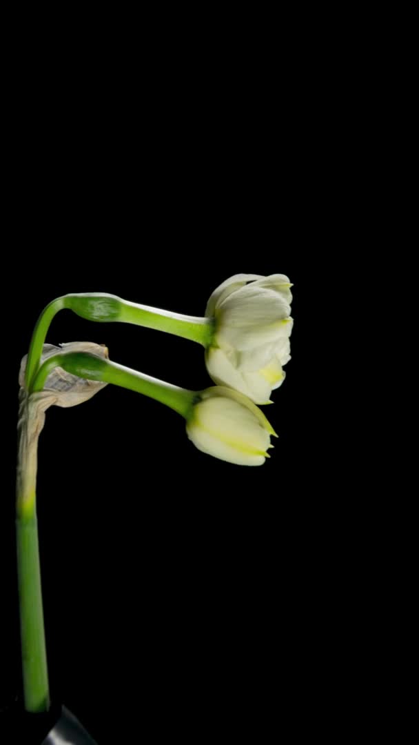 ダフォディルスの時間経過は花を開く — ストック動画