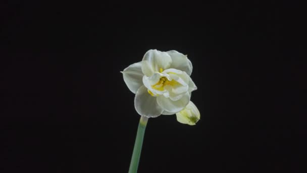 Timelapse Narcisi Aprono Loro Fiori — Video Stock