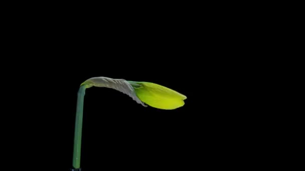 Timelapse Daffodils Open Blossoms — Stock Video
