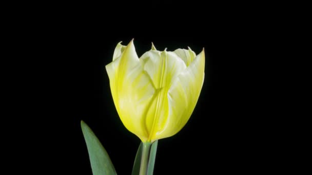 Time Lapse Van Gele Tulpen Zwarte Achtergrond — Stockvideo