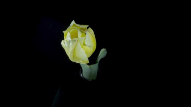 Lapso Tiempo Los Tulipanes Amarillos Sobre Fondo Negro — Vídeos de Stock