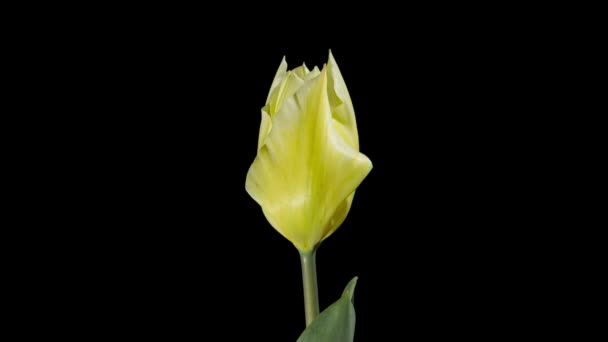 Срок Годности Желтых Тюльпанов Черном Фоне — стоковое видео