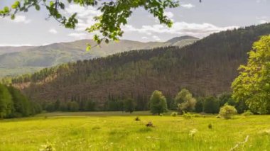 ormandaki düşeş. fırtına zararı