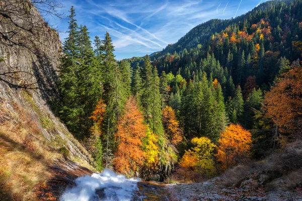 Een autumn forest — Stockfoto