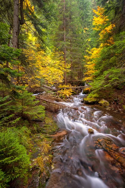 Bir sonbahar orman — Stok fotoğraf