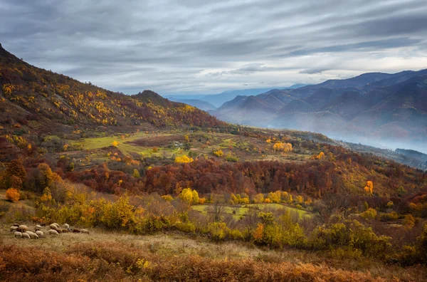 El otoño dorado — Foto de Stock