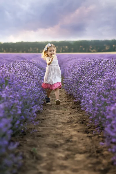 Entre los campos de lavanda —  Fotos de Stock