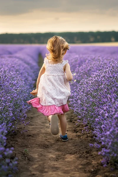 Entre los campos de lavanda —  Fotos de Stock