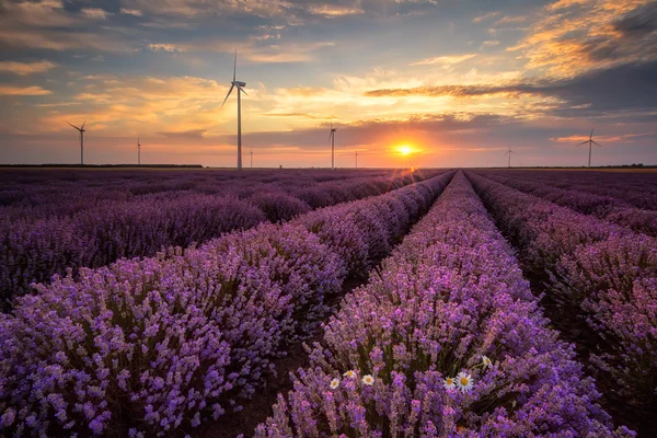 Lavender field at sunrise — Stock Photo, Image