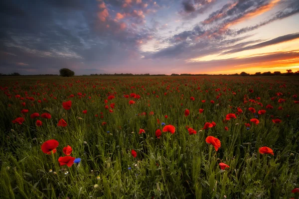 Ladang opium saat matahari terbit — Stok Foto