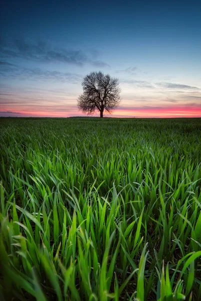 Alone Field Sunset View Spring Field Lonely Tree Varna Bulgaria — Stock Photo, Image