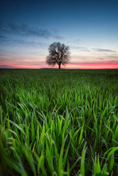 Solo Campo Vista Del Atardecer Campo Primavera Con Árbol Solitario — Foto de Stock