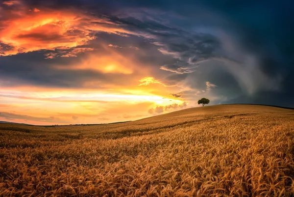 Lonely Tree Sea Wheat Magnificent Sunset View Summer Field South — Stock Photo, Image