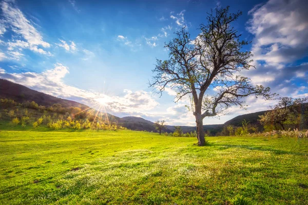 Våren Fält Spring Syn Ett Grönt Fält Med Ett Träd — Stockfoto