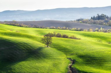 Toskana 'daki bahar tarlaları