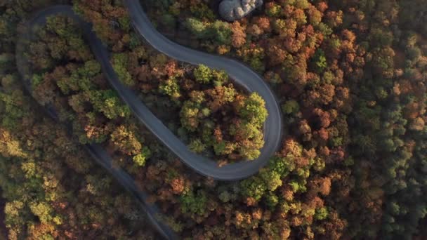 Voo Drone Acima Floresta Outono Colorida Com Estrada Rural Curvilínea — Vídeo de Stock