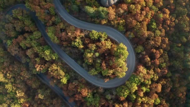 カラフルな秋の森の上を回転するドローンフライトカントリーロード — ストック動画