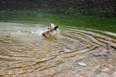 Slovenya 'nın Bohinj gölünün sularında kanat çırpan erkek ve dişi yaban ördekleri
