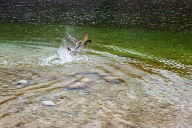 Slovenya 'nın Bohinj gölünde kanat çırpan erkek yaban ördeği