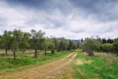 İlkbaharda Zeytin ağaçları nın güzel sabah manzarası