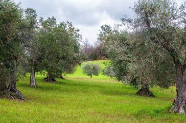 İlkbaharda Zeytin ağaçları nın güzel sabah manzarası