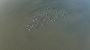 Bulgaristan 'ın Burgaz kentindeki bir tuz gölünde vahşi flamingo sürüsüyle hava manzarası. Üst görünüm.