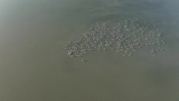 Vista Aérea Com Bando Flamingos Selvagens Lago Salgado Burgas Bulgária — Vídeo de Stock